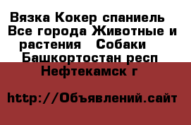 Вязка Кокер спаниель - Все города Животные и растения » Собаки   . Башкортостан респ.,Нефтекамск г.